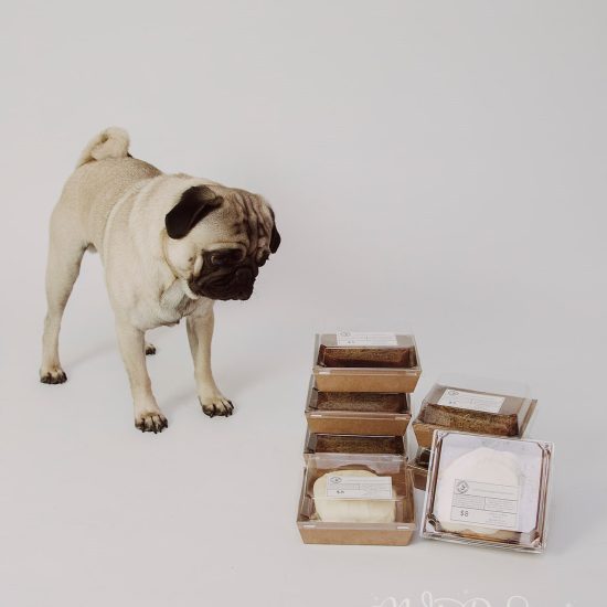 A fawn pug standing on a light studio floor next to clear plastic containers of baked goods from Coastal Roots VA.