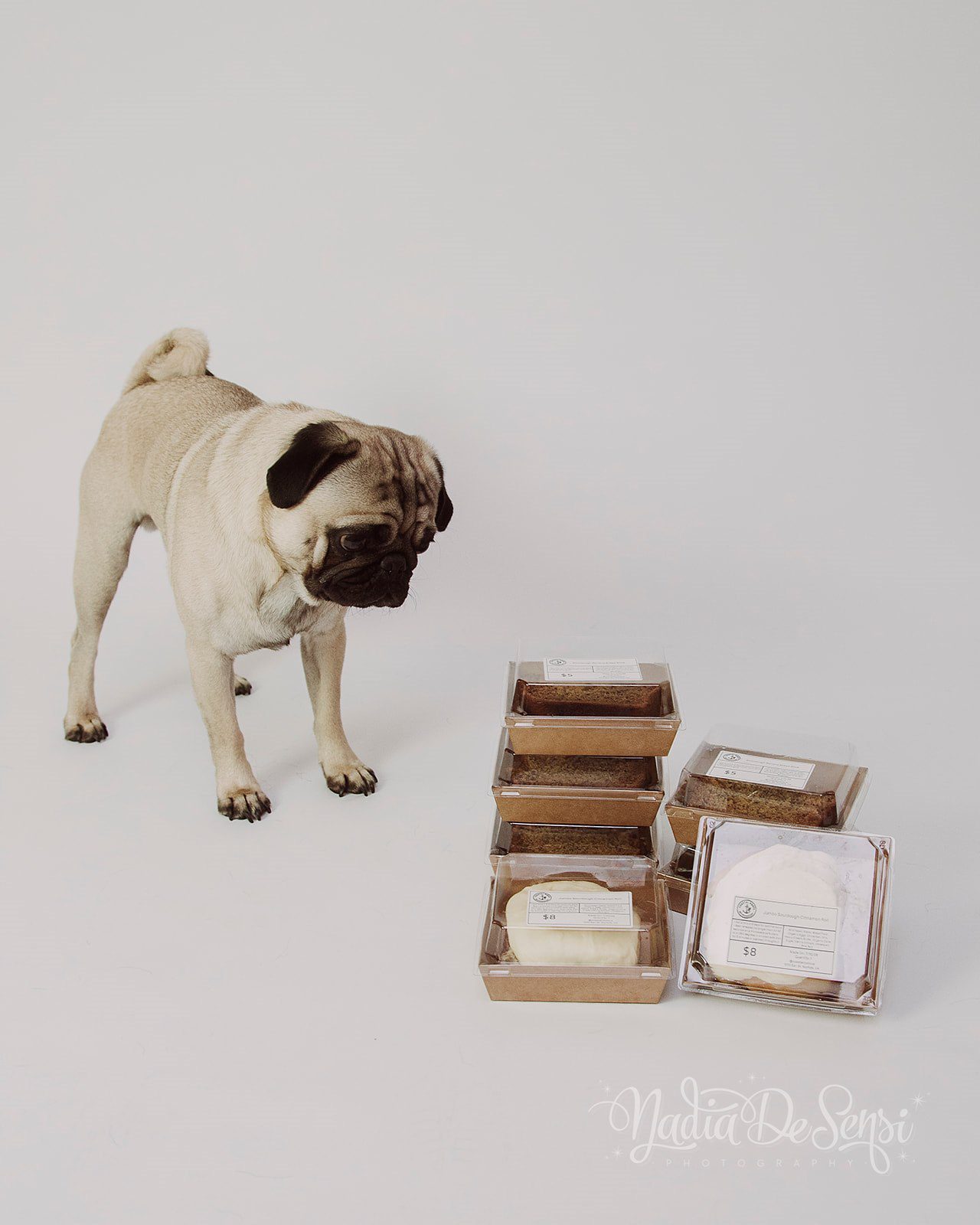 A fawn pug standing on a light studio floor next to clear plastic containers of baked goods from Coastal Roots VA.