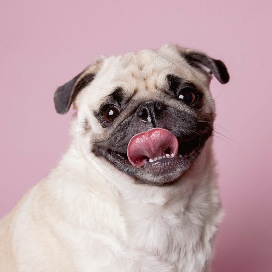 Close-up portrait of a light tan dog named Peach licking her nose against a vibrant pink studio backdrop in Richmond, Virginia.