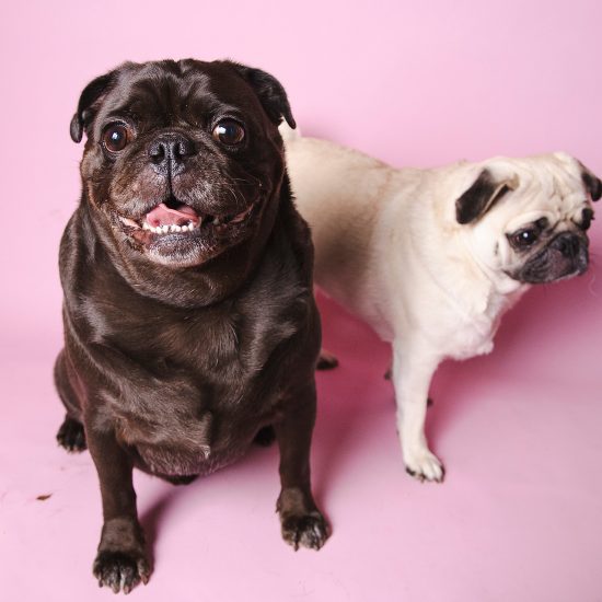 A dark-colored pug named Niles sitting on a vibrant pink backdrop alongside another dog during a pet portrait session in Richmond, Virginia.